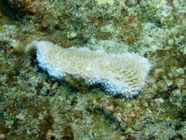 66  Rice Coral IMG 2591